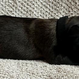 Black - Fawn sable female Belgian Malinois puppy in Ellerbe, North Carolina from Grand Prix Kennel