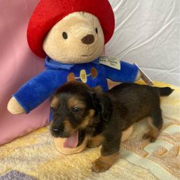 MIRA - Black and tan female Dachshund puppy in Elizabethtown, Kentucky from Teeny Tiny Puppy Tails