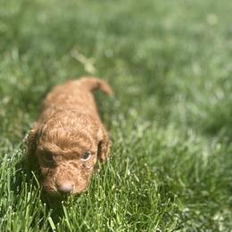 Prince - Red  male Poodle puppy in Utica, Ohio from Poodle Me Crazy