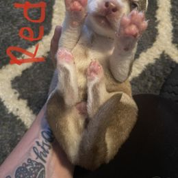 Siberian Husky Puppies from Alexandra's Siberian Huskies