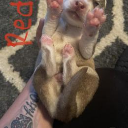 Siberian Husky Puppies from Alexandra's Siberian Huskies
