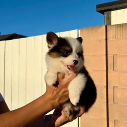 Bingo - Black and tan male Pembroke Welsh Corgi puppy in Santa Ana, California from Tran's CorgiLand