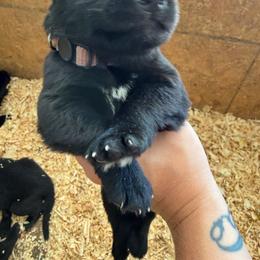 Brown Boy - Black male German Shepherd puppy in Saluda, South Carolina from Ray Ranch, LLC