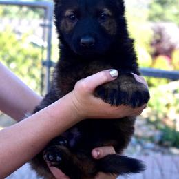 German Shepherd Puppies from Yosemite Shepherds