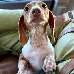 Dachshund Puppies from Cains River Valley Dachshunds
