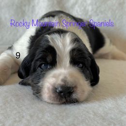 9 - Black white and tan male English Springer Spaniel puppy in Cheyenne, Wyoming from Rocky Mountain Springer Spaniels