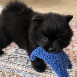 Tux - Black parti male Pomeranian puppy in Raymondville, Missouri from Pampered Pomskies