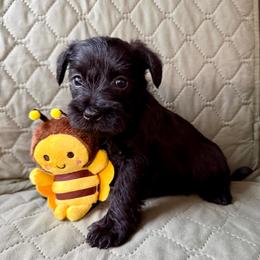 Lilla-Bee - AKC - Pink Collar - Black female Miniature Schnauzer puppy in Wheeler, Wisconsin from Sue’s Miniature Schnauzers