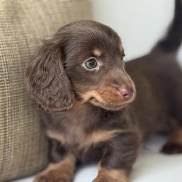 Stout - Chocolate and tan male Dachshund puppy in Bentonville, Arkansas from Boujee Buns Dachshunds