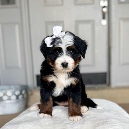 Catalina - Tri-color female Bernedoodle puppy in West Haven, Utah from Split Mountain Doodles
