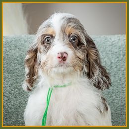Elle - Merle female Cockapoo puppy in Connersville, Indiana from Deaz Doodle Ranch