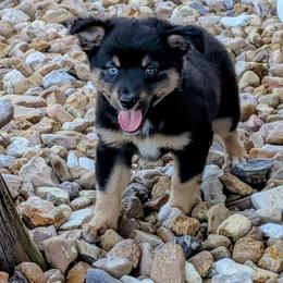 Stoney - Black tri male Miniature Australian Shepherd puppy in Lufkin, Texas from Texas Lil Cowdogs