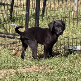 Liko - Black female Labrador Retriever puppy in Carriere, Mississippi from Cajun Water Retrievers