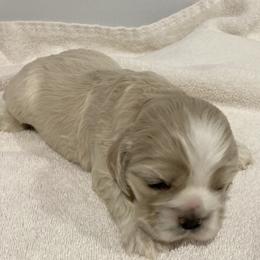 Girl 4 - Buff female Cocker Spaniel puppy in Rising Sun, Maryland from Palmtree Cockers