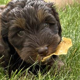 Australian Labradoodle puppies from NoodleDoodles LLC