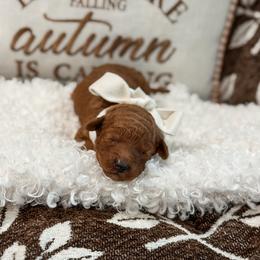 Pink collar girl - Red  female Goldendoodle puppy in Spokane, Washington from Dream Doodles in Spokane WA