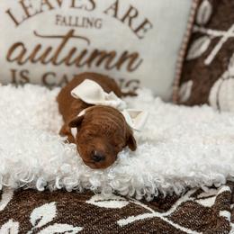 Pink collar girl - Red  female Goldendoodle puppy in Spokane, Washington from Dream Doodles in Spokane WA