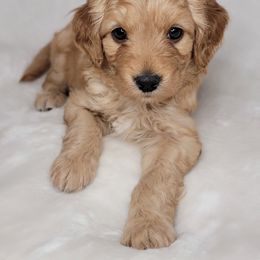 Goldendoodle Puppies from Lake Village Doodles