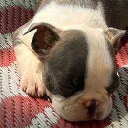 Boston Terriers from Boston Luvs