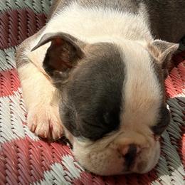 Boston Terriers from Boston Luvs