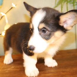 Boy 5 - Pembroke Welsh Corgi puppy in Missouri from Cooler Farms Corgis