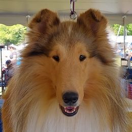 Collies from Special Collies