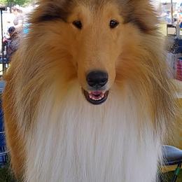 Collies from Special Collies
