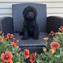 Dalia - Black female Australian Labradoodle puppy in Morristown, New Jersey from English Manor Labradoodles