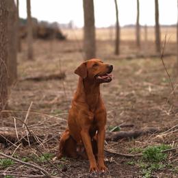 Cupid - Labrador Retriever