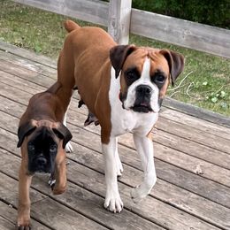 Boxer Puppies from Raynen Boxers, LLC