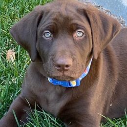 Labrador Retrievers from Triple Command Kennels