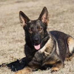 Diamond - German Shepherd