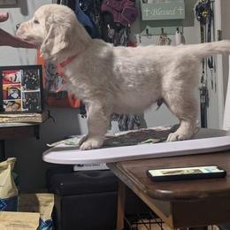 Golden Retriever Puppies from Warwick’s Central California Goldens