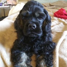 Cocker Spaniels from Ardee's