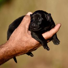 Yellow - Black female German Shepherd puppy in Cherryville, North Carolina from Masky Kennel