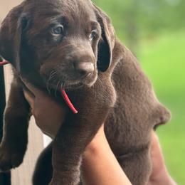 Re Collar - Chocolate male Labrador Retriever puppy in Winchester, Kentucky from Bourbon Country Retrievers