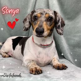 Lady Sonya - Dachshund