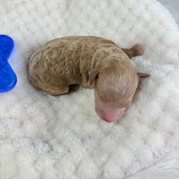 Boeing - Cafe au lait male Poodle puppy in Florida from Adorable Toy-Miniature Poodles