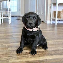 Labrador Retriever Puppies from GFD Kennels