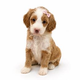 Millie Mae - Parti female Goldendoodle puppy in Valdosta, Georgia from Designer Doodles of South GA