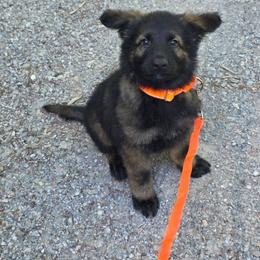 Light blue collar(noble) - Sable male German Shepherd puppy in Oscoda, Michigan from Sstar