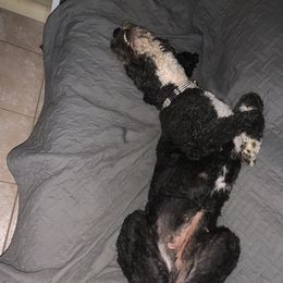 Bernedoodles and Cavalier King Charles Spaniels from ElaGant Acres