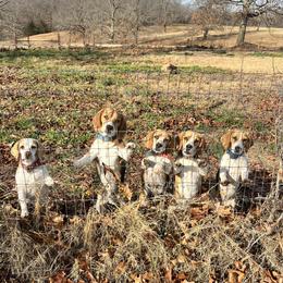 Beagle puppies from Leslie Beagles of Leslie Farm