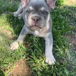 French Bulldog Puppies from Mata’s puppies