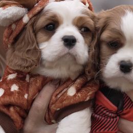 Buddy - Blenheim male Cavalier King Charles Spaniel puppy in Greensboro, North Carolina from Hyde Park Cavaliers