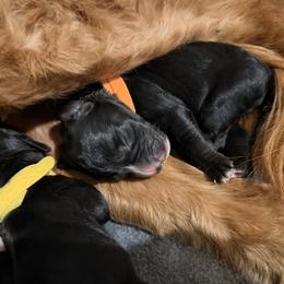 Bernedoodle Puppies from NOB Bernedoodles