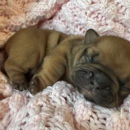 French Bulldog Puppies from MadCity Frenchies