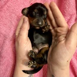 Siena - Black and tan female Dachshund puppy in Westport, Kentucky from Lonestar Creek Farm