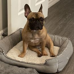 French Bulldog Puppies from Peaceful Prayers French Bulldogs