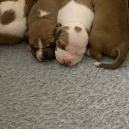 American Staffordshire Terrier and Chihuahua Puppies from Bellastaff